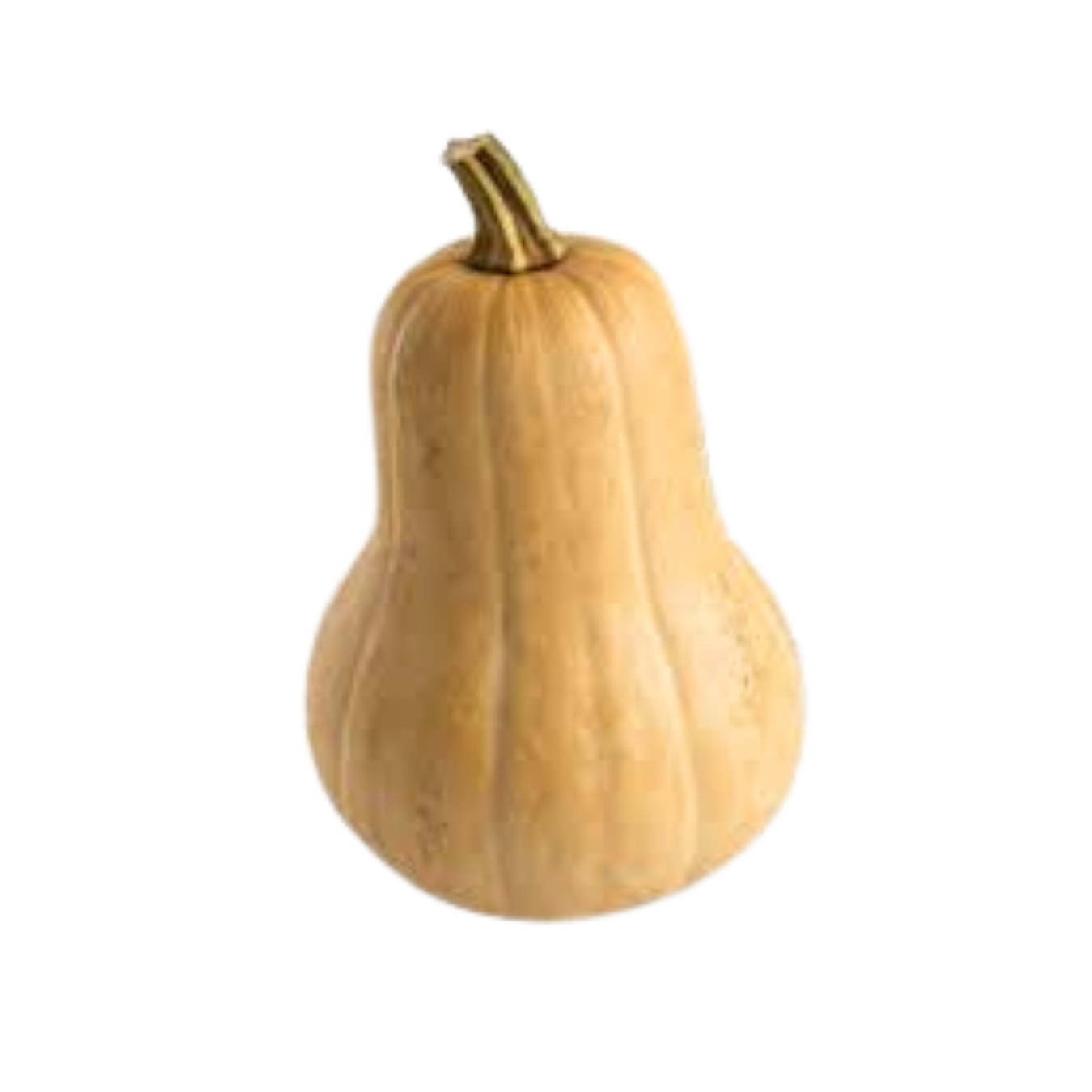 Butternut